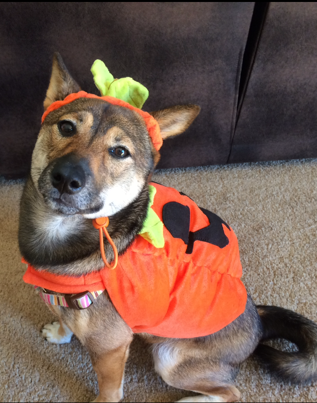 Pets in costume